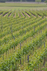 Grape field switzerlands 