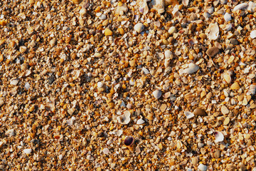 sandy beach with a shell