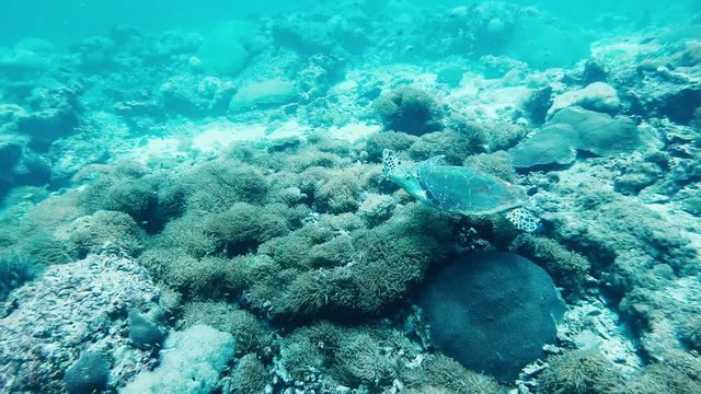 Echte Karett Schildkr&ouml;te begegnet einen Menschen