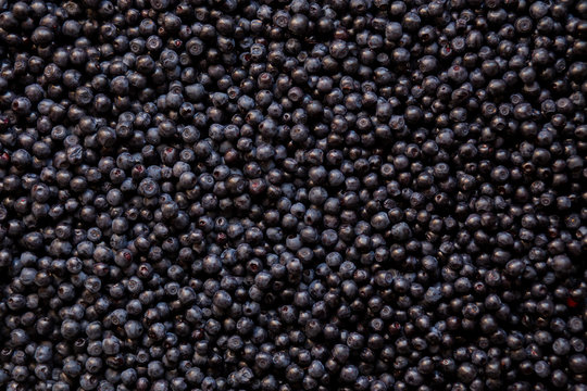 Fresh blueberry background. Texture blueberry berries top view