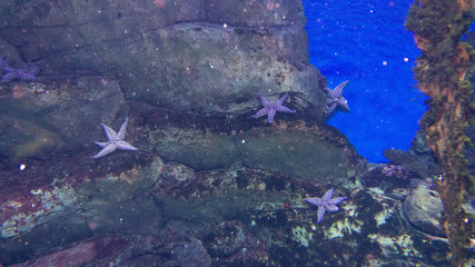 starfish on the cliff