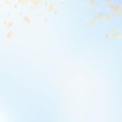 Yellow orange flower petals falling down. Classic 