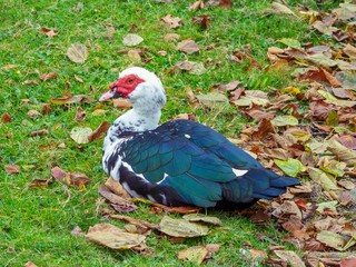 Muscovy Ducks on the ground