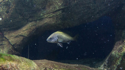 
fish in the cave