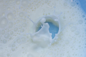 Milk splash on a blue background