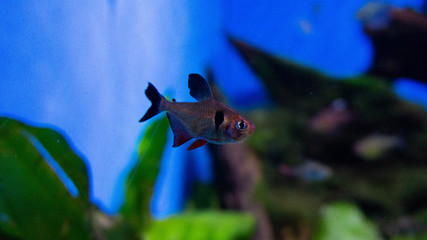 small fish in aquarium