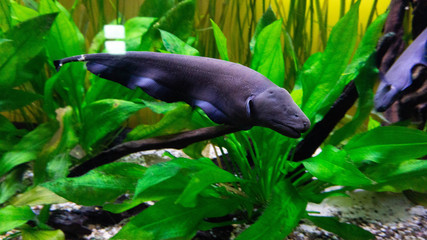 
moray eel in an aquarium