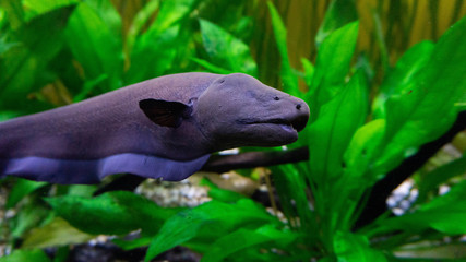
moray eel in an aquarium