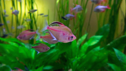 pink fish in aquarium