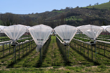 greenhouse,agriculture, farm,field,countryside,view,landscape,rural 