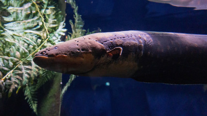 eel in aquarium