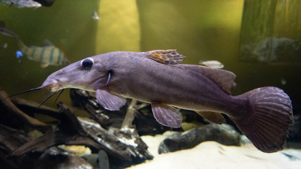 giraffe fish in aquarium