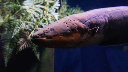 eel in aquarium