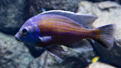 motley fish in the aquarium
