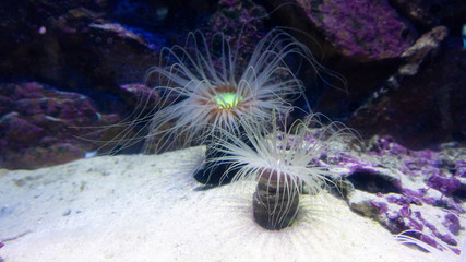 some living creature in the aquarium