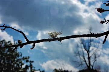 branches of a tree