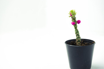 Little Cactus with Flower and Bud