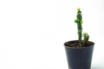 Little Cactus with Flower and Bud