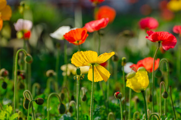 Fototapeta premium poppies field in rays sun