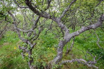Fototapeta premium Downy birch trees next to tourist path to Hundafoss and Svartifoss waterfalls in Skaftafell National Park Skaftafell, Iceland