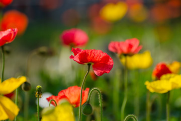 poppies field in rays sun