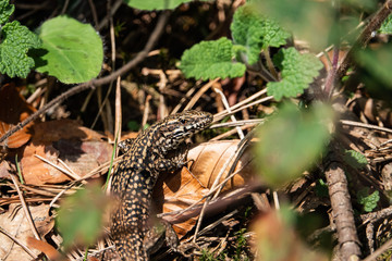 Common Wall Lizard in Springtime