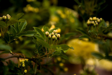 first ladybanks flowers of season on the wall