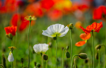 poppies field in rays sun