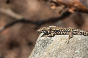 Naklejka na ściany i meble Common Wall Lizard on Rock in Springtime