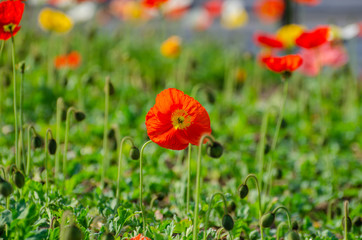 poppies field in rays sun