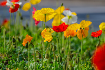 poppies field in rays sun