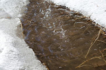 Melt water and spring brook, drops,