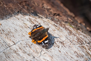 Red Admiral Butterfly on Log in Springtime