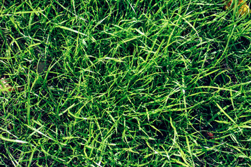 background of green grass