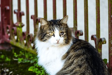 cat