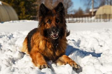 german shepherd dog. the dog lies in the snow and looks at the owner.