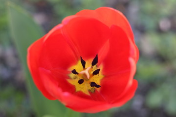 Inside a red tulip