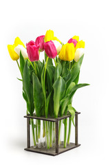bouquet of tulips in the original wooden vase. Isolated on white background.