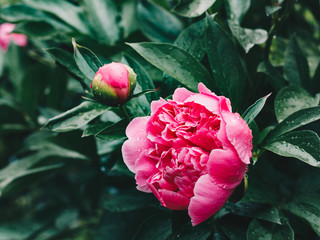 Beautiful pink peonies in the garden after the rain © Lyalya Go