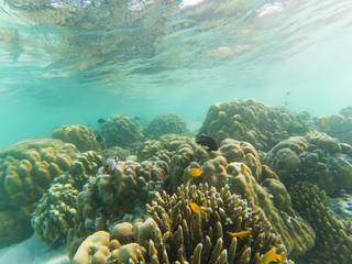Naklejka na ściany i meble underwater marine life on coral reefs