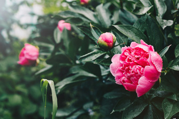 Beautiful pink peonies in the garden after the rain - obrazy, fototapety, plakaty
