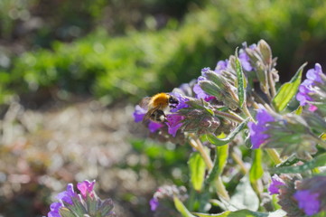 bumblebee collecting nectar from lungwort flowers