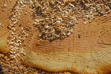 Oak tree slice texture on a cutted tree stump