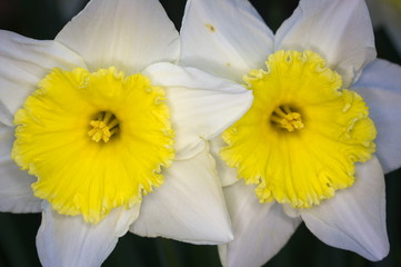 Blooming Narcissus flower, knows also as Wild Daffodil or Lent lily - Narcissus pseudonarcissus -...