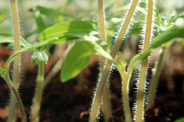 The young shoots of the tomatoes in the garden macro photo as the background.