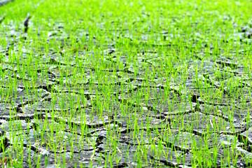 Small rice grows out of densely grounded plains and precipitation.And global warming Or the greenhouse effect