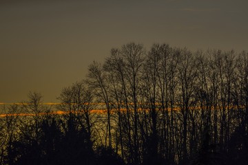 sunset trees