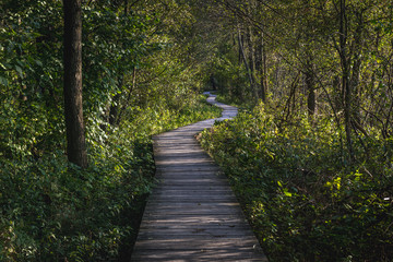 Wooden tourist path in Kampinos Forest park in Poland