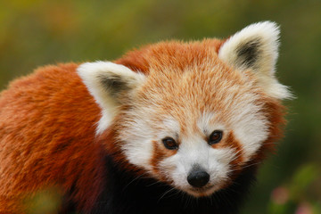 Obraz premium Close up of the head and shoulders of a red panda (ailuris fulgens) in a tree