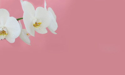 Fototapeta na wymiar flowers orchid